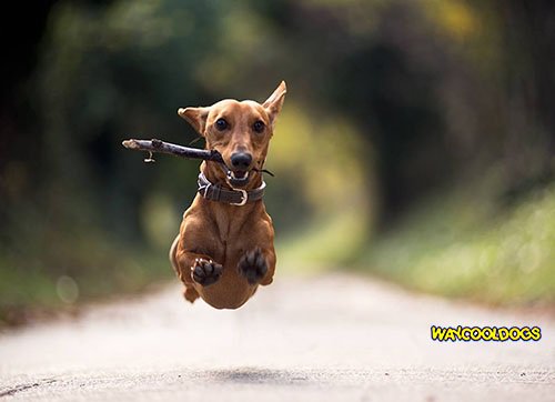 First-Time Dog Owners? Memorize These Important Tips dlvr.it/R2F2Hk