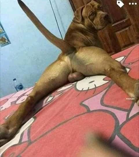 M_ou_ss_a's tweet photo. Quand ton chien est un peu trop gay https://t.co/7jfOxP67pw
