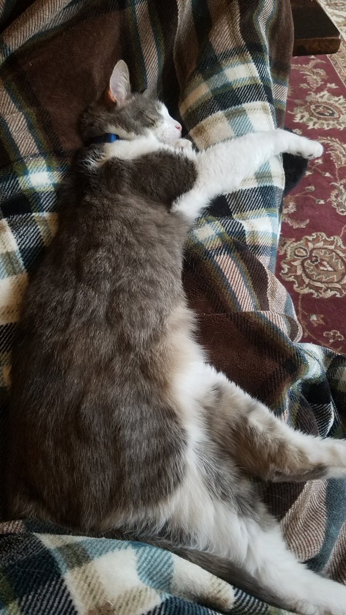 PussycatNaughty's tweet photo. #BecauseIWasNapping Mom's legs went numb and she was trapped on the couch.
#CatsofTwitter #CatChronicles #catlovers #Cats https://t.co/IVzXms46AU