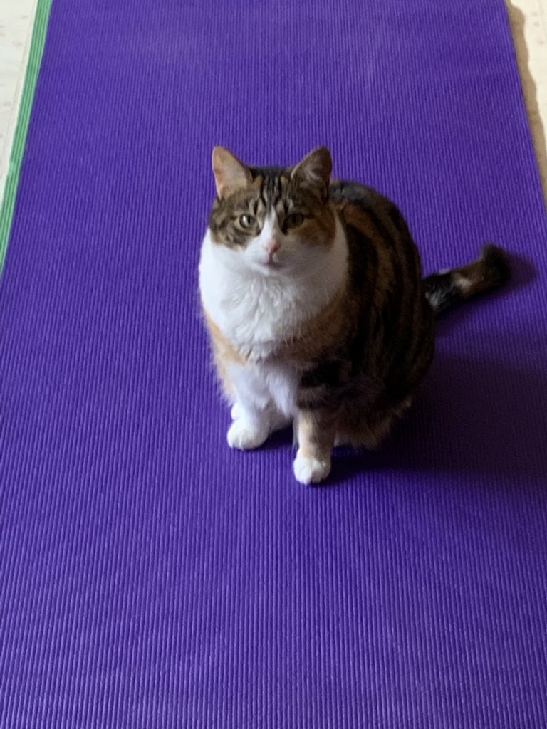 CoachDragan's tweet photo. Someone is ready for our home practice #Namaste #furbaby #30DYC https://t.co/K5rCS9P8ob
