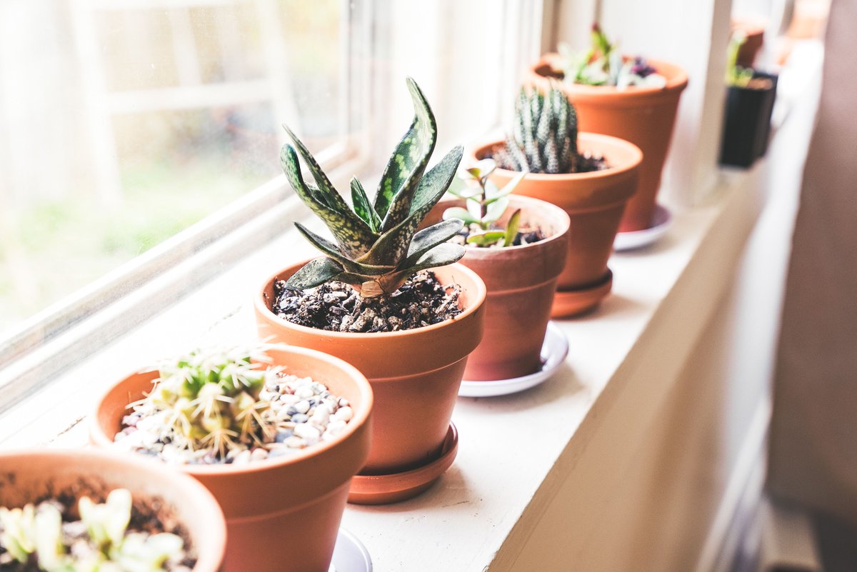 sucstu's tweet photo. This #windowsillgang giving us all the fuzzy Friday feels! Happy #plantfamfriday! โค๏ธ https://t.co/eTSytXCGF9