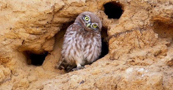 greencalgary's tweet photo. Burrowing owls are a Alberta grasslands specialty! If you haven't heard much about these critters, you should check out these fun facts! #EarthMonth #abnature https://t.co/LgPYEBJnCe https://t.co/7v6FKw0rL5