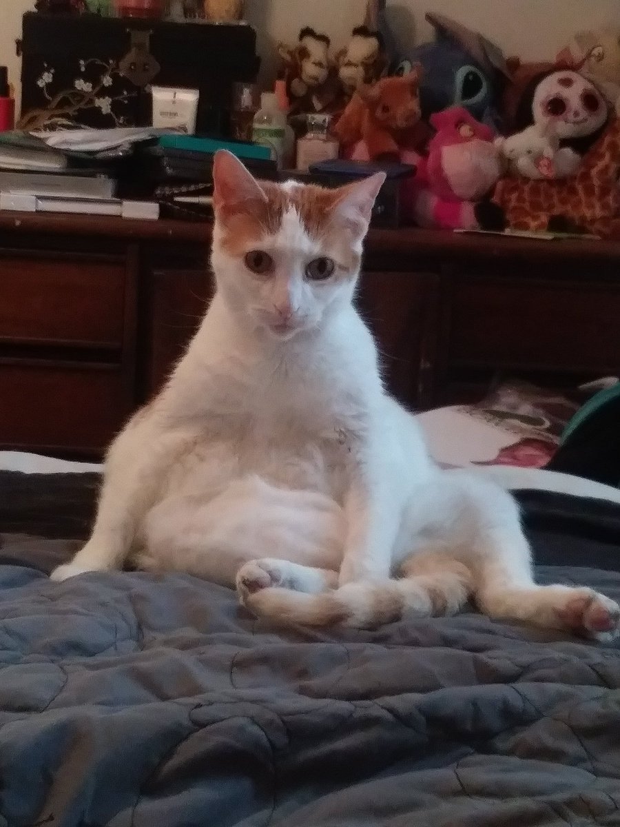 idyllicskies's tweet photo. My Gremlin. A thread https://t.co/sP8YnzJN3O
