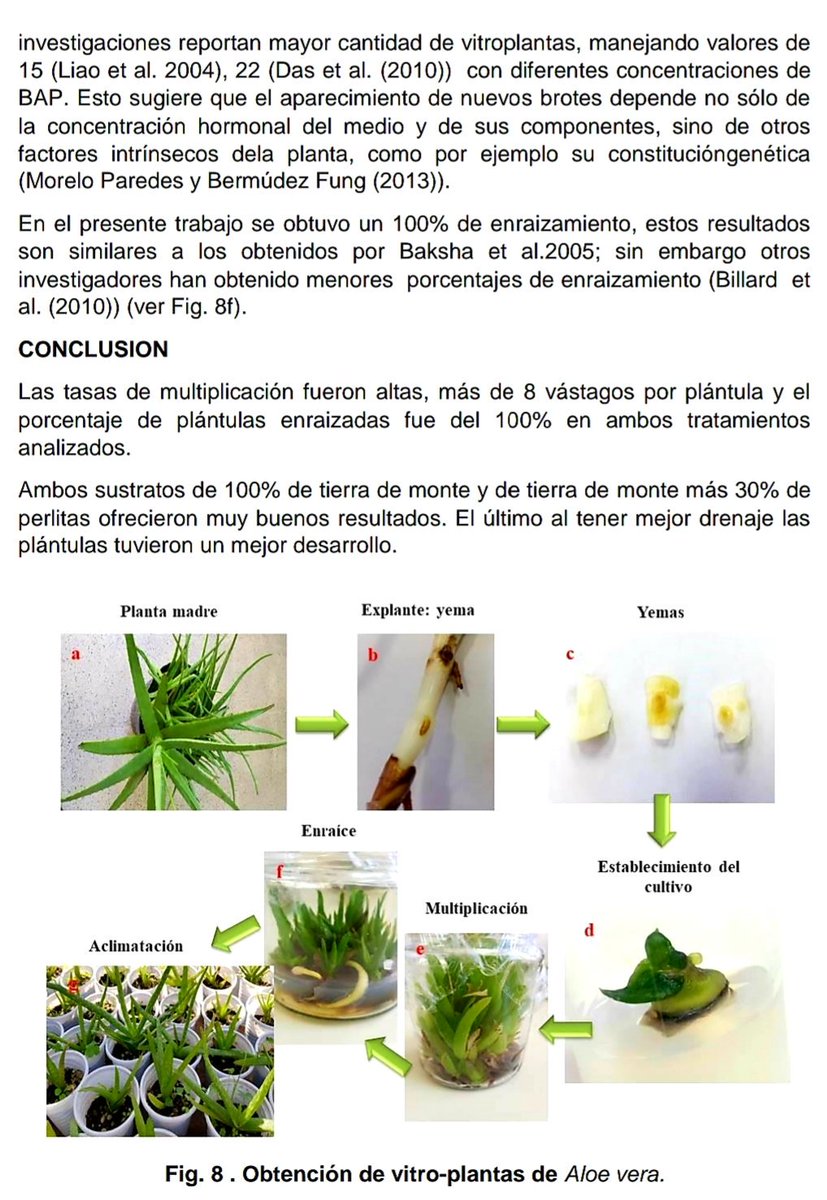 AdolfoBercheni's tweet photo. Resultado de la #cooperación público privada: estudio de #micropropagación de #Aloe Vera para generar una cuenca local de plantas con alto rendimiento en #fitocosmeticos
Coordinadora: Ing. Victoria Vega #UNaF #Formosa #BIOALOE #COSMÉTICA https://t.co/ewwloSsmsB