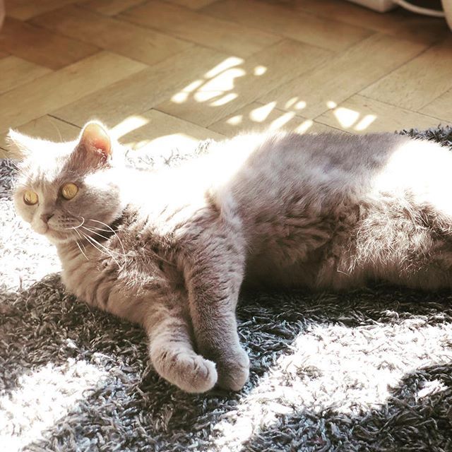 finjabella's tweet photo. Wish u all a โ๏ธโ๏ธโ๏ธ weekend, cuties ๐ปโค๏ธ๐
.
.
.
.
#weeeekend #sonnenbad #darling #meowdel #chill #whatsup #katzen #knuddelig #sรผร #pudelwohl #cat #katzenandiemacht #bshlover #bkh https://t.co/PMWBtjaUYQ