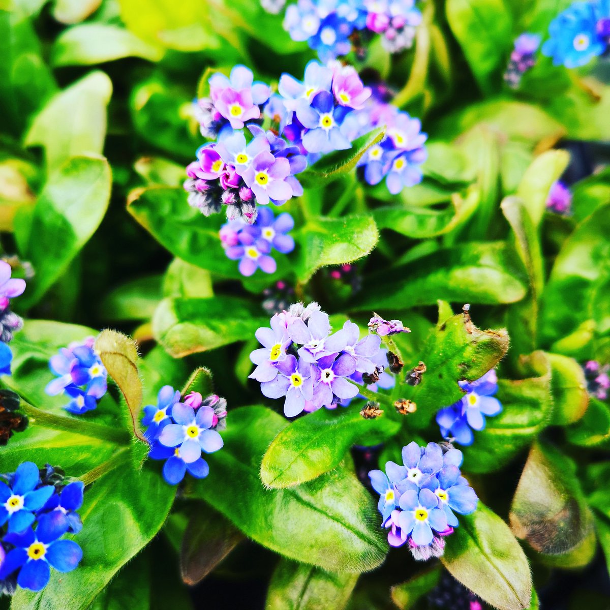 NurseryCraigend's tweet photo. Forget me nots in stock @helensburgh https://t.co/WopqfLOR9R