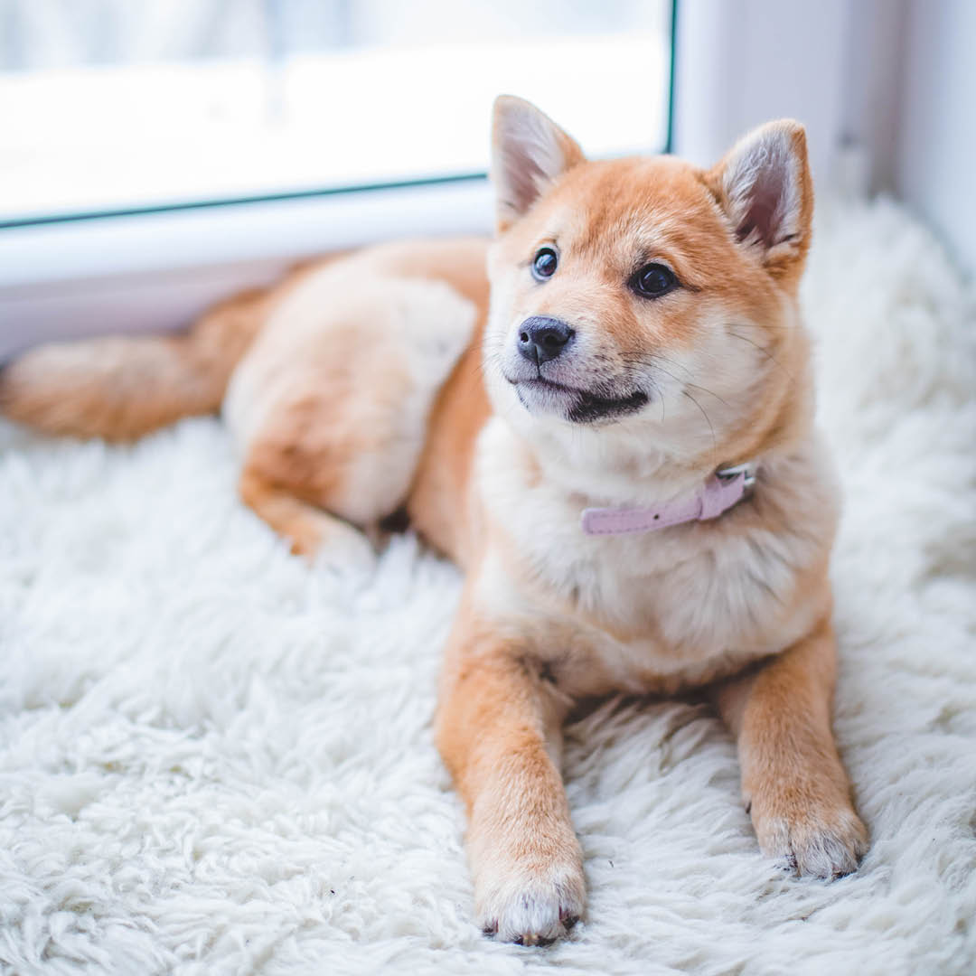 PerfectCleaners's tweet image. Clean sheets, sunny day, and a place to call your home... sign us up!