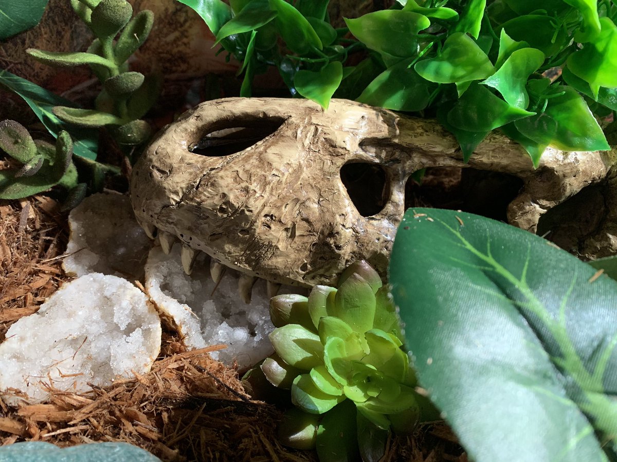 Parsel19's tweet image. Mom cleaned out my terrarium 😍🐍 I’m excited to explore!! #ballpython #ballpythonmom #ballpythonoftwitter #terrarium