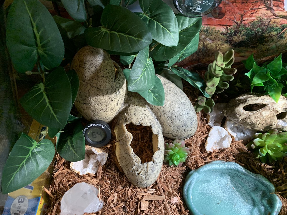 Parsel19's tweet image. Mom cleaned out my terrarium 😍🐍 I’m excited to explore!! #ballpython #ballpythonmom #ballpythonoftwitter #terrarium