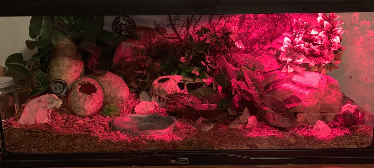 Parsel19's tweet image. Mom cleaned out my terrarium 😍🐍 I’m excited to explore!! #ballpython #ballpythonmom #ballpythonoftwitter #terrarium