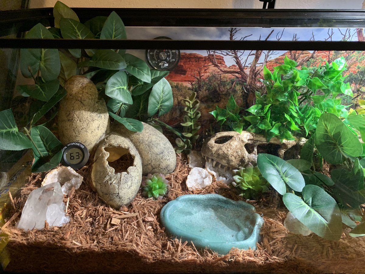 Parsel19's tweet image. Mom cleaned out my terrarium 😍🐍 I’m excited to explore!! #ballpython #ballpythonmom #ballpythonoftwitter #terrarium