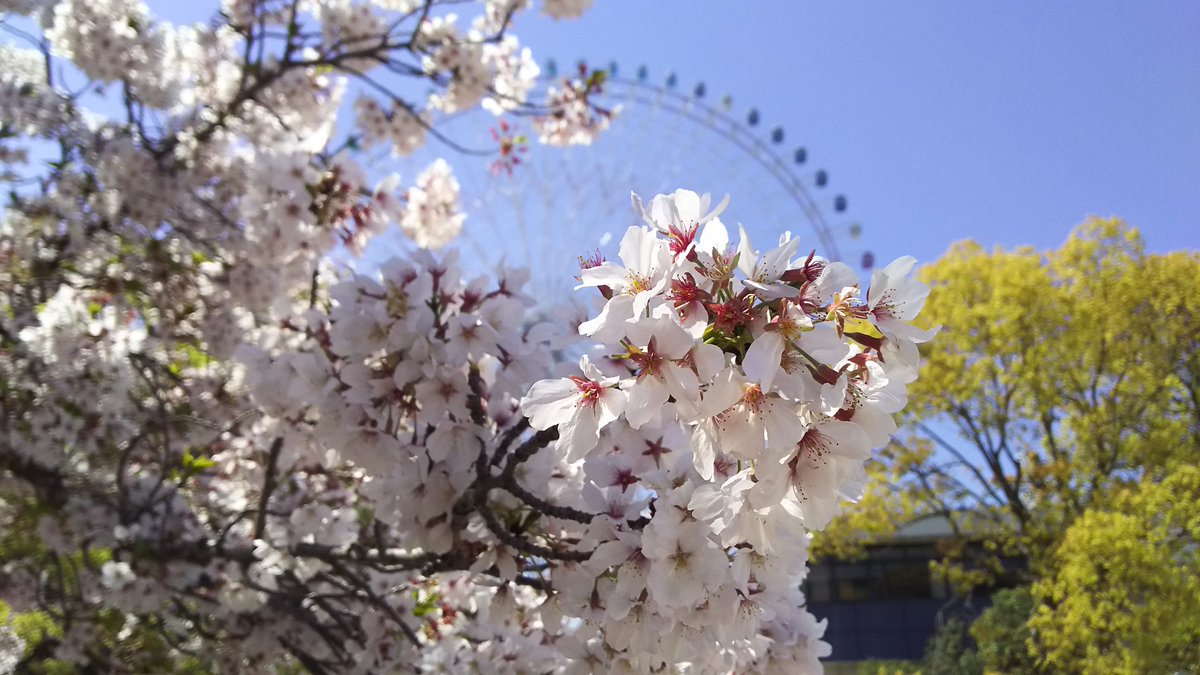 天保山公園の桜 天保山商店会 Tenpouzan0873 Twitter 天保山公園の桜 天保山商店会 Tenpouzan0873 Twitter
