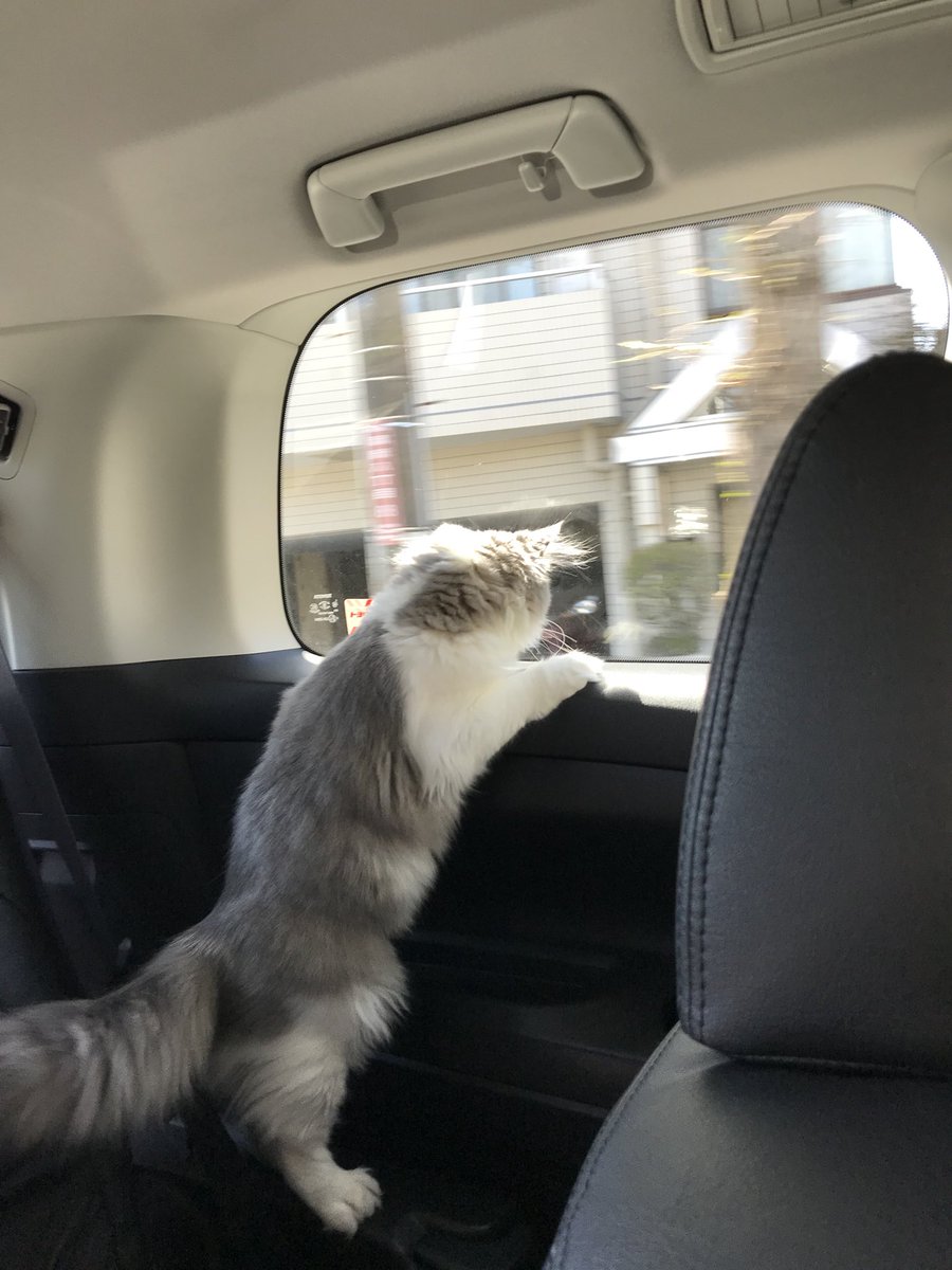 車移動猫