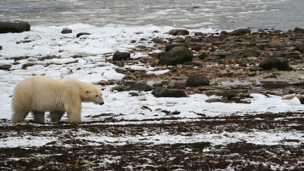 Feeding9Billion's tweet photo. Arctic is warmest it's been in 10,000 years, study suggests 
https://t.co/uubJPOp64r https://t.co/9BLHRdbRik