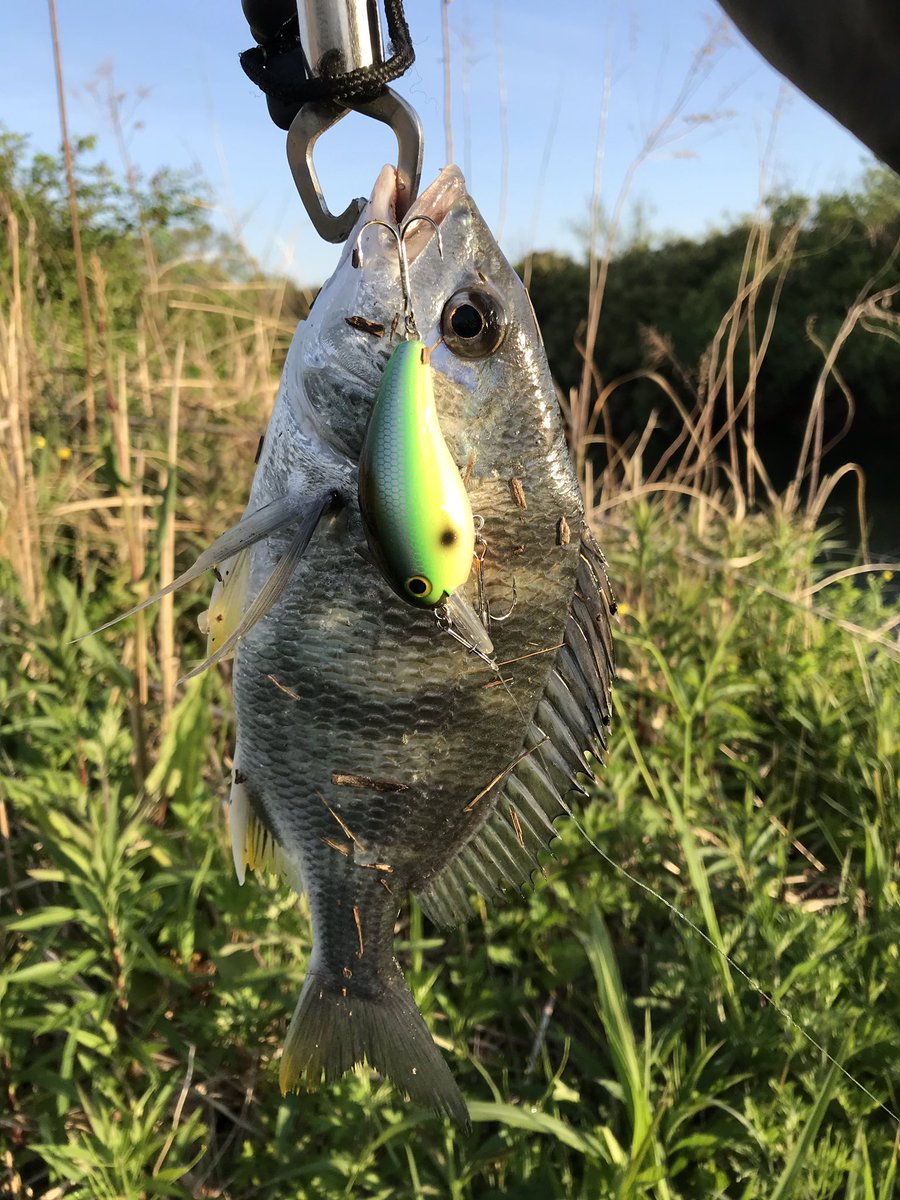 デカピーナッツ