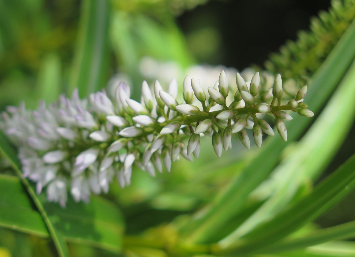 meaningoftrees's tweet image. Koromiko is one of the most important medicinal plants in the New Zealand flora. During the world wars, parcels of dried koromiko leaves were sent to soldiers as a treatment for diarrhoea
