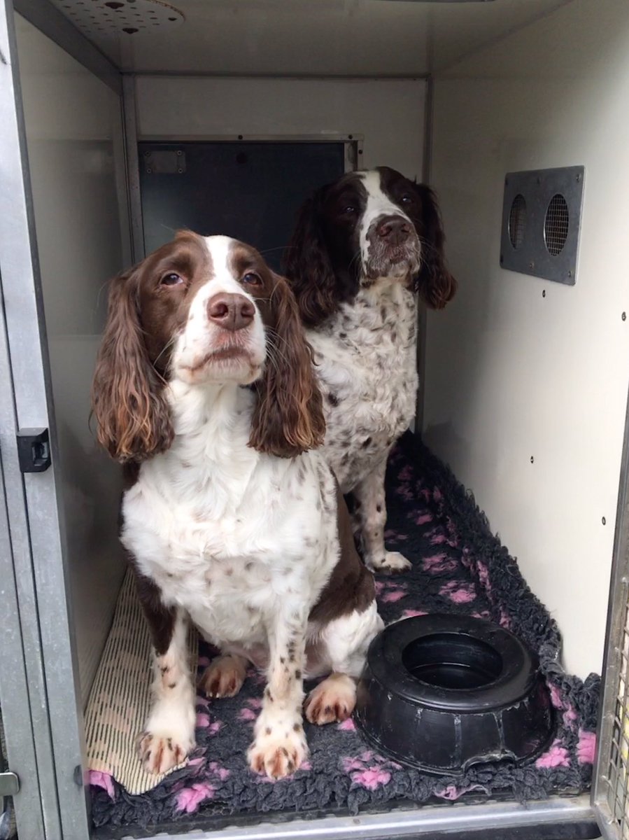 TailsNTrails_'s tweet photo. Doggos in the new van 😍🐶🚐 #Dogwalker #dogwalking #TegansTailsNTrails 🐾 https://t.co/W7YBxH528Q