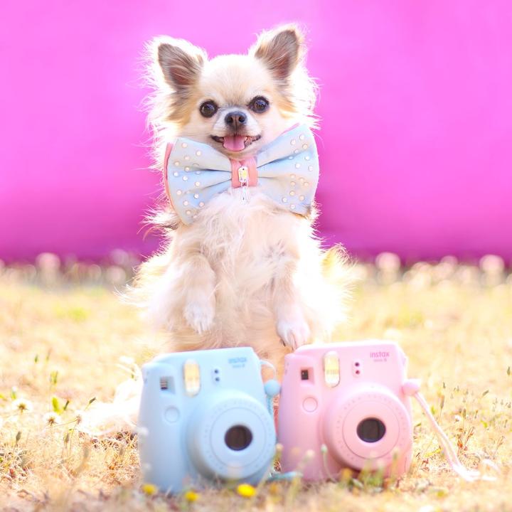furdrobe's tweet photo. Syndi is ready to pap you in her dapper Syndi and KC #bowtie for #dogs https://t.co/KjPMbmJLuI     #cutedog #dogsoftwitter #pet #petaccessories https://t.co/rFZUh9dv7R