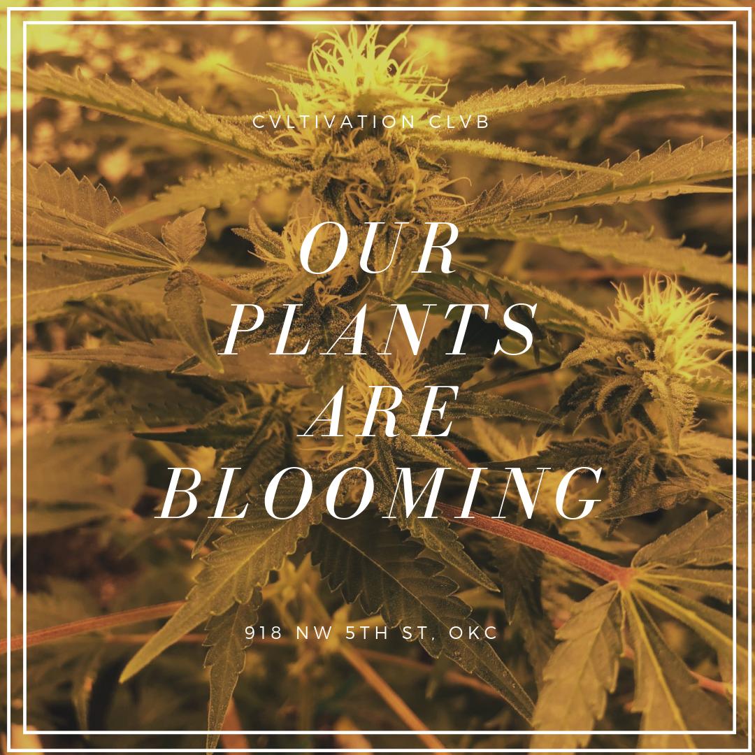 CvltivationC's tweet photo. Our flower room is looking so good and we are so excited for our harvest to come to fruition!
#Dispensary #THC #Flower #Harvest #FlowerRoom #Strains #Sativa #Indica #Hybrid #Cannabis #Bud #CannabisCulture #CannabisCommunity #Marijuana #MedicalMarijuana #MMJ #TheClvb #Terpenes https://t.co/t3oG1lJ4Xo