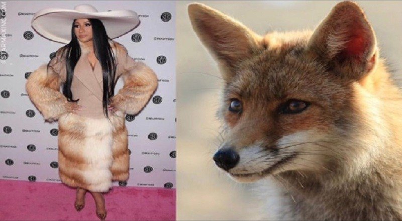 ticketrollmx's tweet image. Cuando los animales tienen que pagar con sus vidas, ningún cinto, zapato o abrigo vale la pena... #CardiB