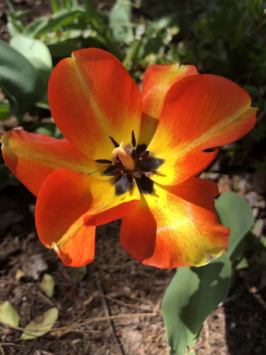 PresBushman's tweet photo. Even the flowers bloom Crimson and Gold at BC... #BCspring #bcva https://t.co/zgIpLG0trb