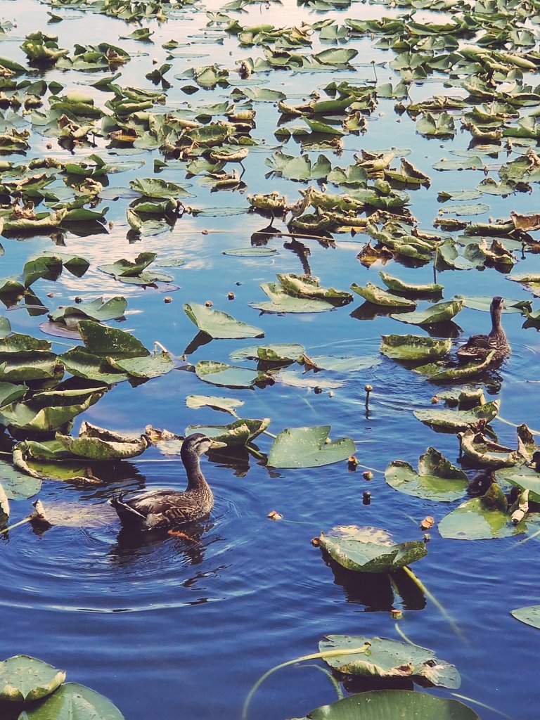 Checking out ducks in the lake #Quack #SelfGuided #Vacation2019