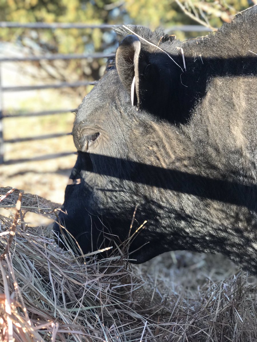 HouseCattle's tweet image. Docility. It’s important to us. EPD’s AND phenotypes...it’s a both/and not and either/or conversation 
  #BusinessBreed #IAmAngus #AngusCattle #blacksngus #eatbeef #CABcattle #angusheifer #cow #calf #ranch #getranchy #ksbeef #ksfarm #myksfarmlife #feedlot #feedyard #cattle