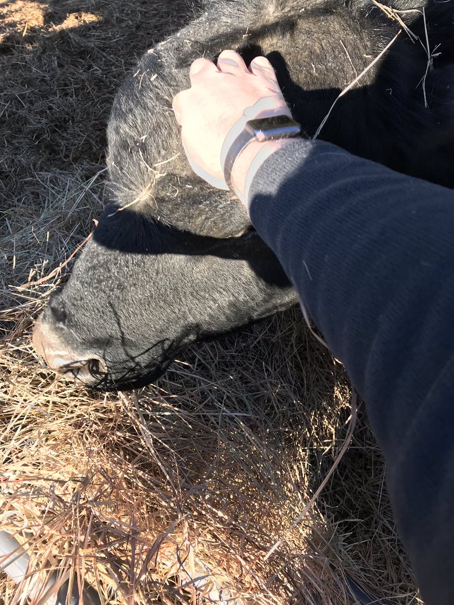 HouseCattle's tweet image. Docility. It’s important to us. EPD’s AND phenotypes...it’s a both/and not and either/or conversation 
  #BusinessBreed #IAmAngus #AngusCattle #blacksngus #eatbeef #CABcattle #angusheifer #cow #calf #ranch #getranchy #ksbeef #ksfarm #myksfarmlife #feedlot #feedyard #cattle