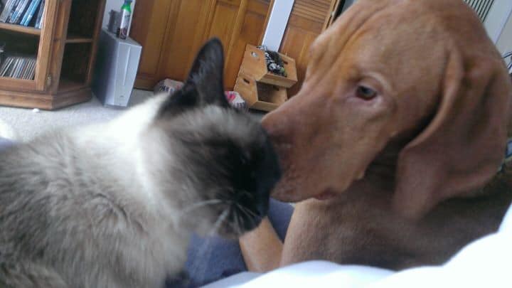 drkarenbecker's tweet photo. Love transcends species. ❤️ #FanPicsFriday
Share a photo of your adorable pet in the comments section and get a chance to be featured on our page! https://t.co/pumpJwOTru