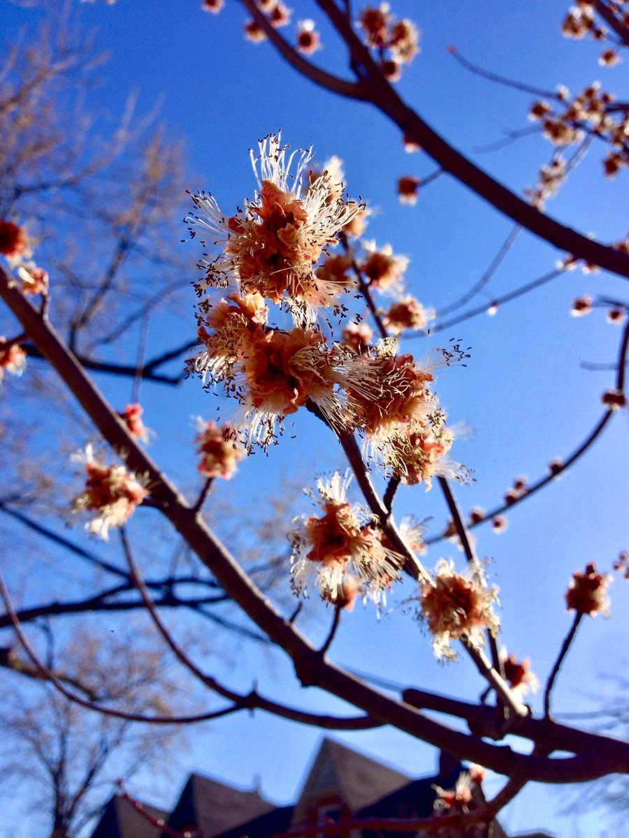szzwq's tweet photo. @TOtrees @TorontoPFR @HumberArb @leaf @TRCA_HQ @TOParksandTrees @HighParkNature #signsofspring #mapleflowers https://t.co/kvd1PY0NRO