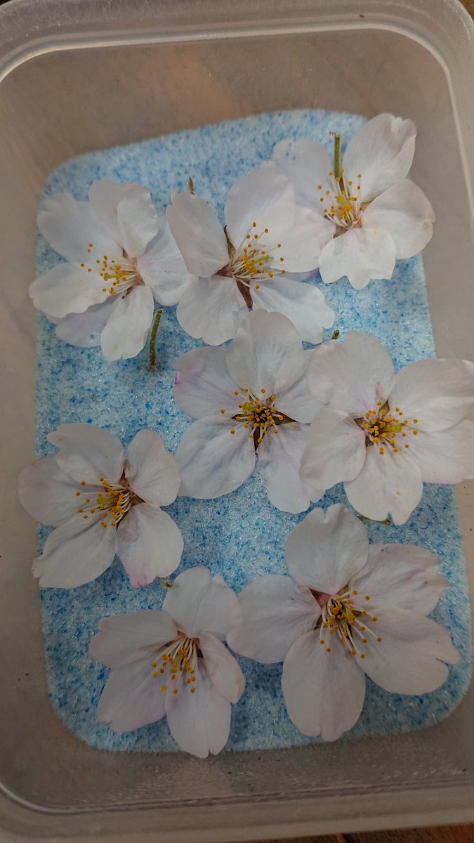 桜のドライフラワー