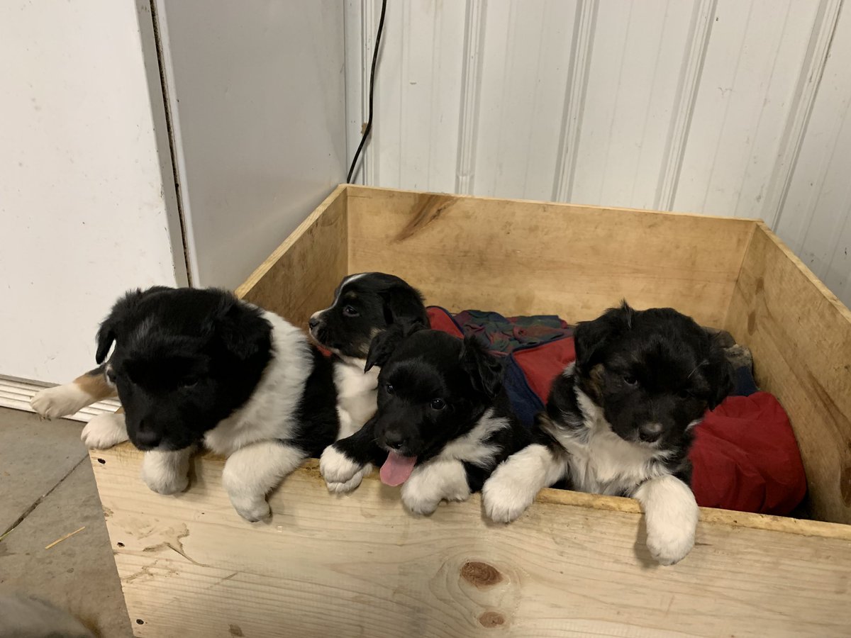 KyleSeys's tweet photo. These things need a home, dm me if interested https://t.co/F8kveRo3Nr