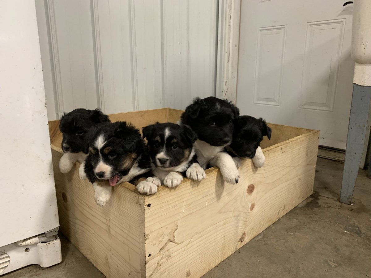 KyleSeys's tweet photo. These things need a home, dm me if interested https://t.co/F8kveRo3Nr