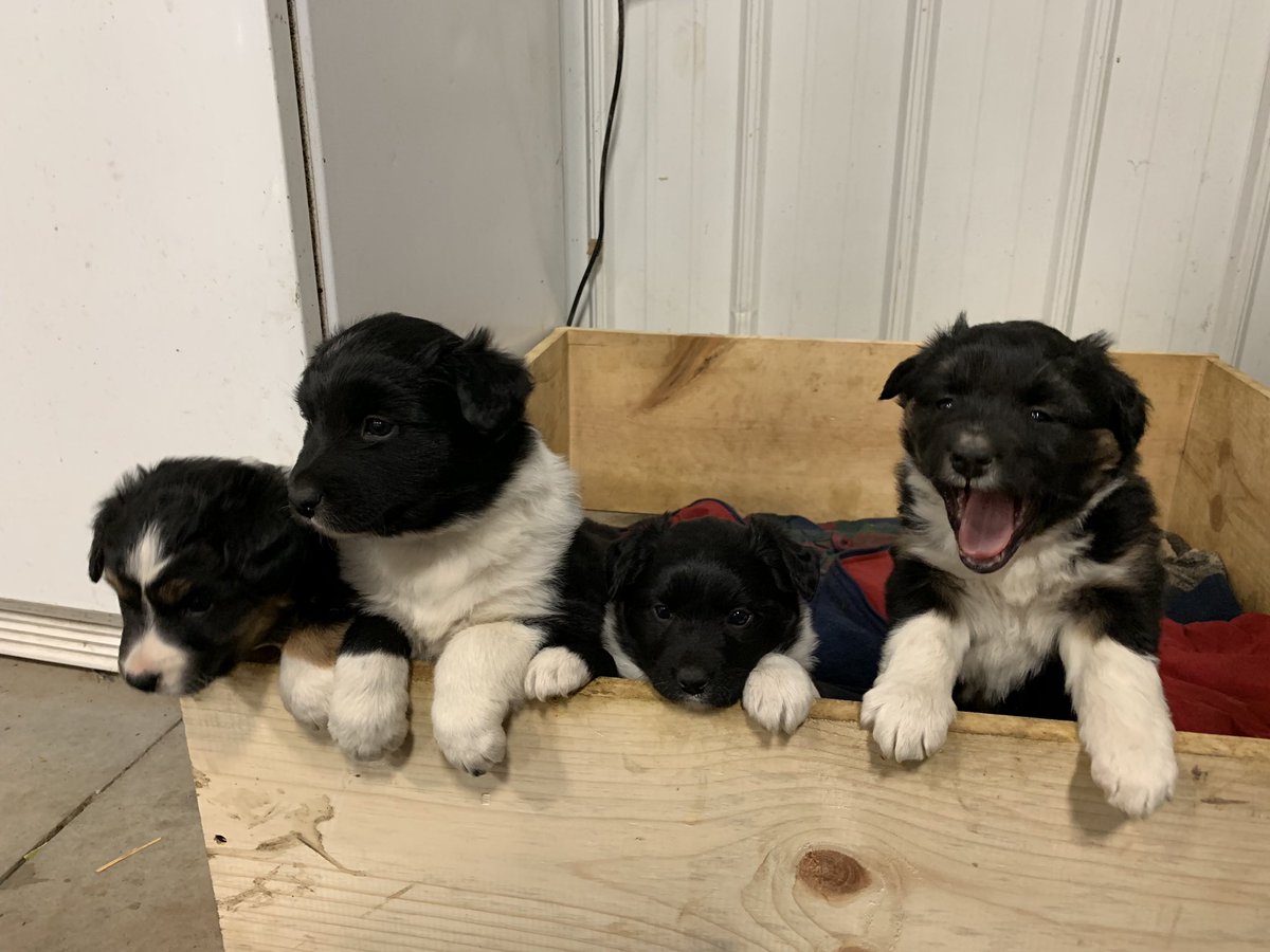KyleSeys's tweet photo. These things need a home. Dm me if interested https://t.co/a32JIn3rN1