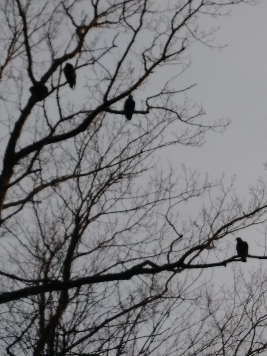 Saw these on my walk