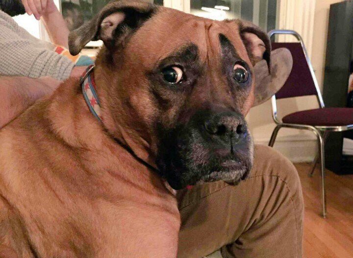 A dog with a shocked & worries look on their face