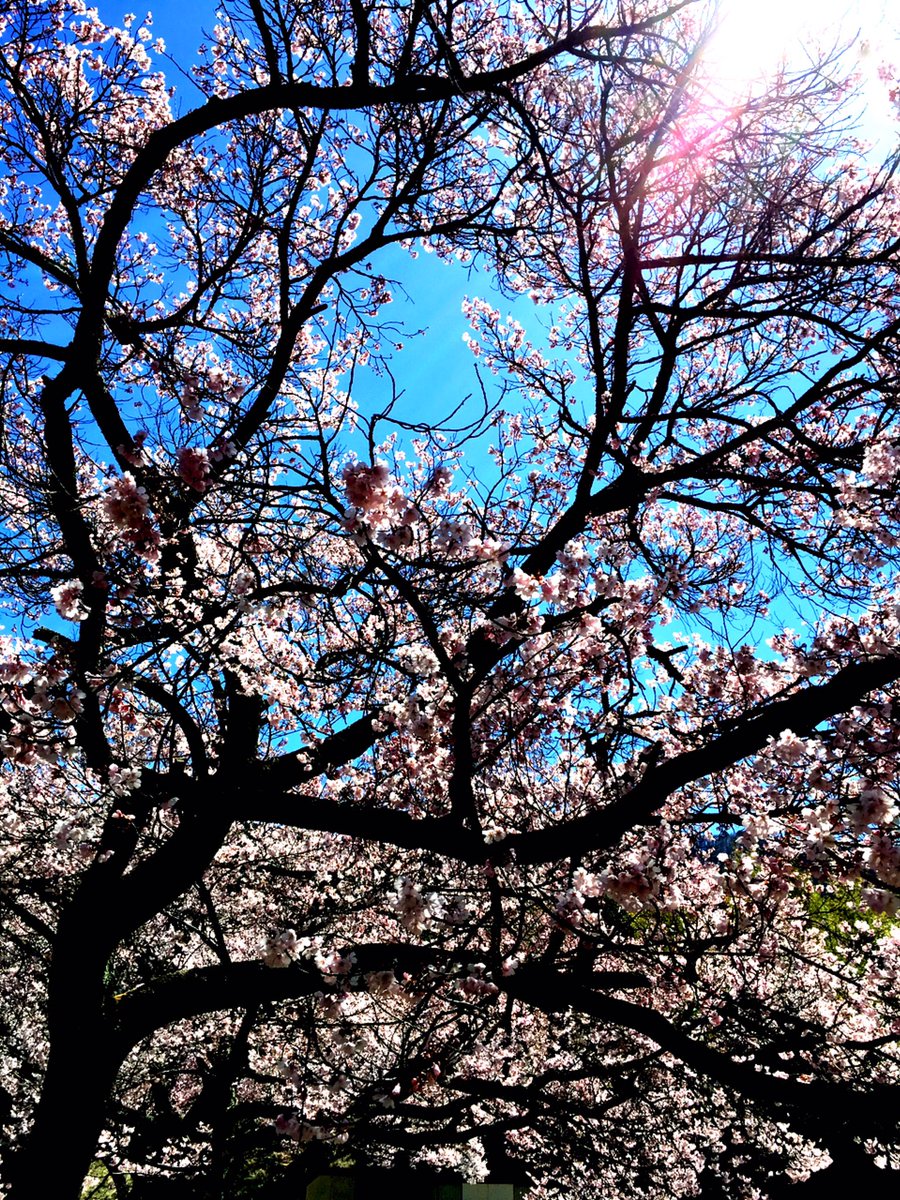 yuka1508's tweet photo. 見頃🌸桜🌸 https://t.co/qu5TWcMB16