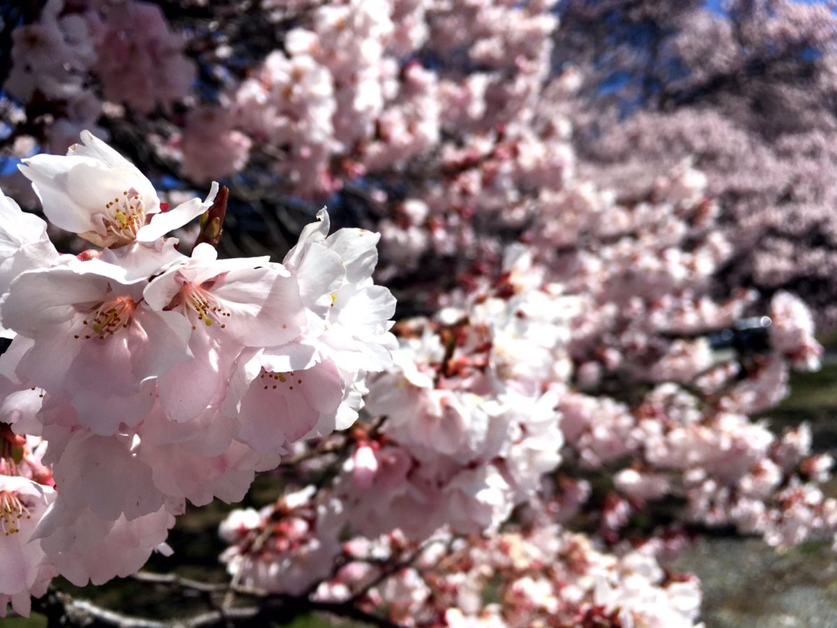 yuka1508's tweet photo. 見頃🌸桜🌸 https://t.co/qu5TWcMB16