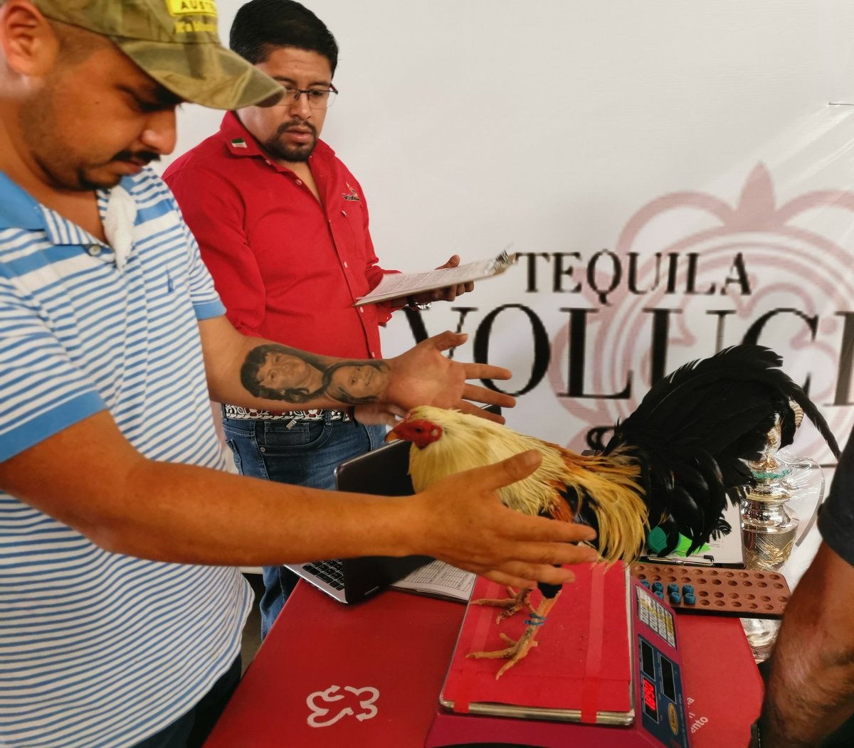 PueblaPalenque's tweet photo. Ha concluido la ceremonia de pesaje ya están listos Dos Ríos Veracruz VS Angel y el Nogal para abrir el #DervyDeGallos de la #FeriaDePuebla 2019 https://t.co/kFMp1rdU3n