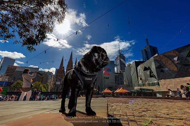 #GeorginaLivesLarge Fed.Square

No need for a #MallCop when Georgina is on #PugPatrol

As always, she wears PuppiaUS

#melbourne #blackpugpuppy #blackpug #pugpuppy #pugsofinstagram #pugstagram #pug #puglife #pugphotography #petphotography #petphotographer #pugsofmelbourne #pugs