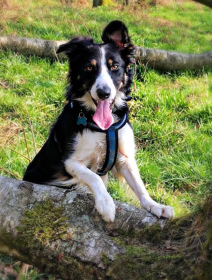 Christinethom22's tweet photo. He’s at his happiness when he’s running around the woods. #posingpup, #pupontheprowl #muddypup @BCTGB https://t.co/8kxgnSNhwn