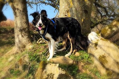 Christinethom22's tweet photo. He’s at his happiness when he’s running around the woods. #posingpup, #pupontheprowl #muddypup @BCTGB https://t.co/8kxgnSNhwn