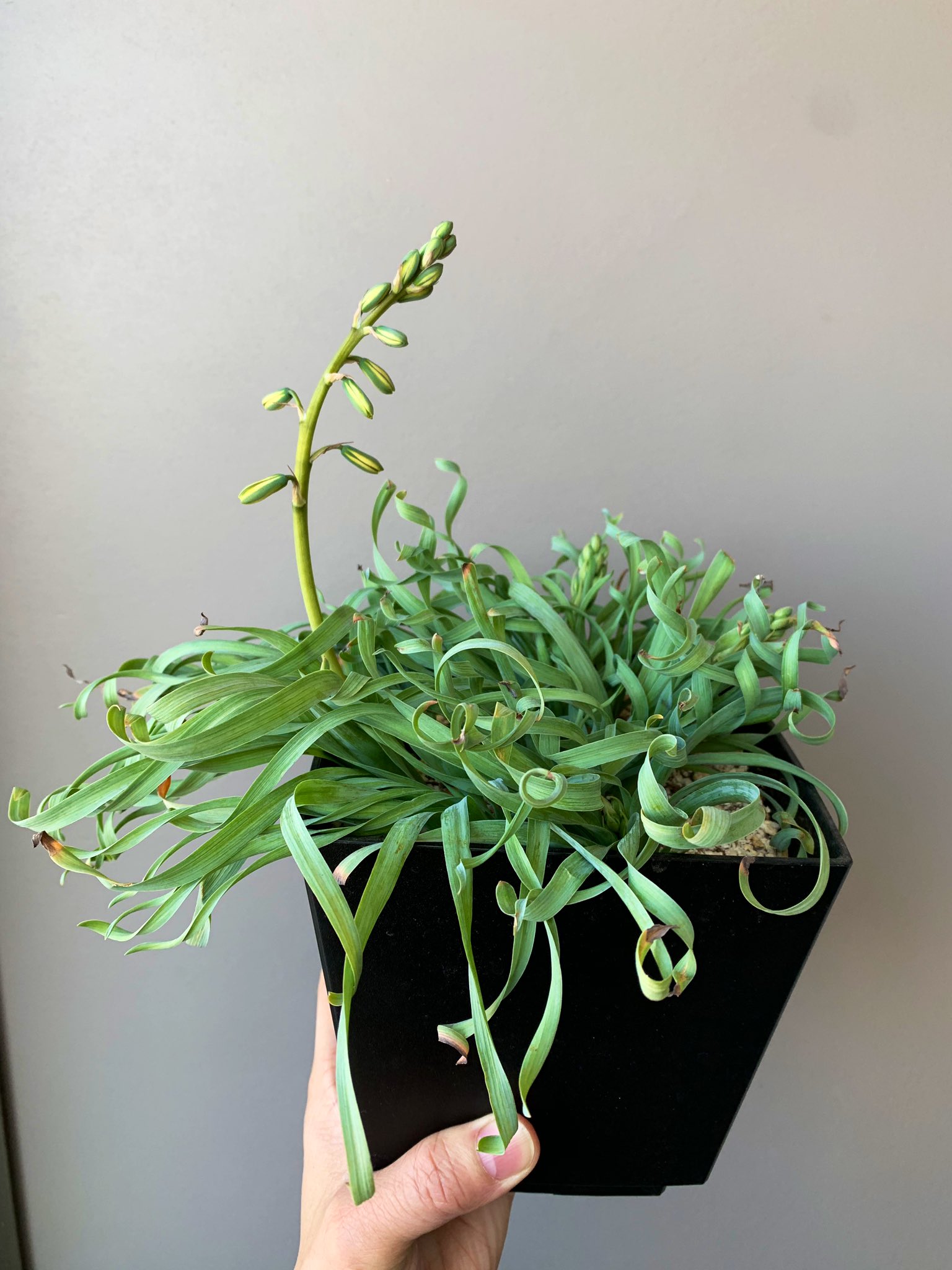 青木敬士 アミッドp 葉っぱぐるぐる縦ロール系植物 アルブカ コンコルディアナの花芽3本開花 花芽はまだあと1本控えている T Co Rhxynvopco Twitter