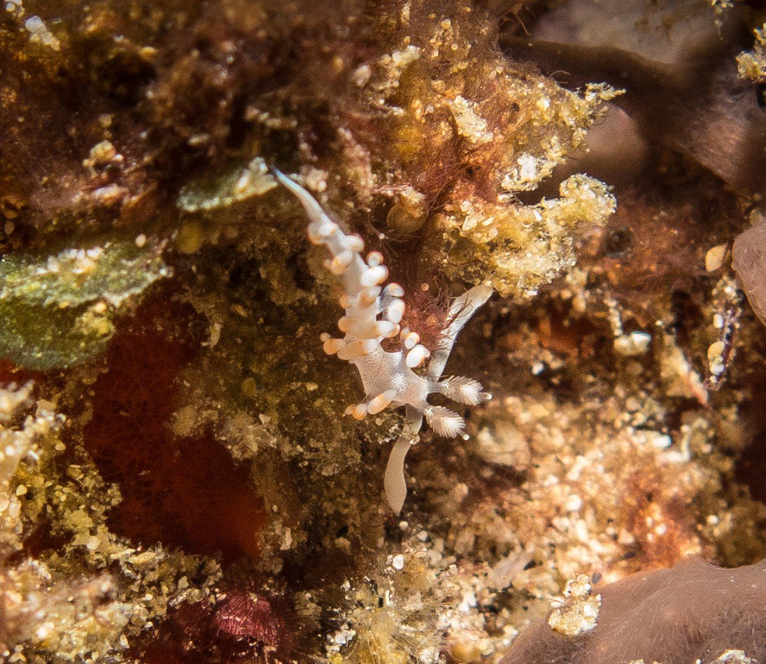 Another cool and tiny Nudibranch spotted in Crystal Bay!

Like finding cool Nudibranchs? Book at: twinislanddive.com

#marineLife #DivingMagazine #DivingPhoto #DivingPhotography #DiveTravel #InstaDive #Diving #Nudibranch #Scuba #DivingIndonesia #PADIYouCan #ExploreUnderwater