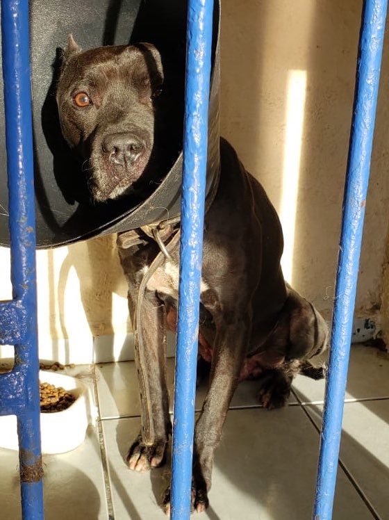MascotaCoyoacan's tweet photo. JOHNNY UTAH, el Pitbull abandonado en Parque España, agradece a todos los que han estado al pendiente de su salud ❤️ https://t.co/C53zzIs801