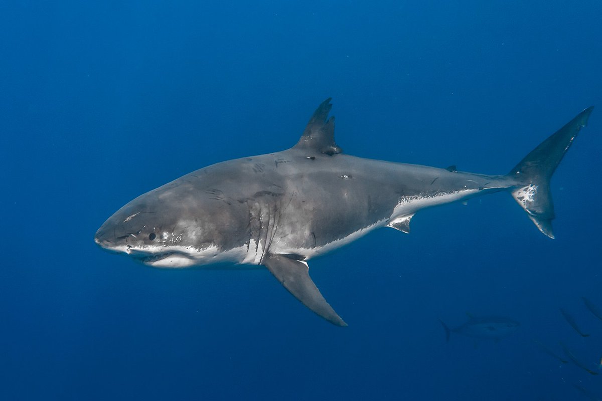 CalRipfin's tweet photo. I occasionally worry that you all might forget just how handsome I am, so here's a reminder... https://t.co/h3PrMBtr3j