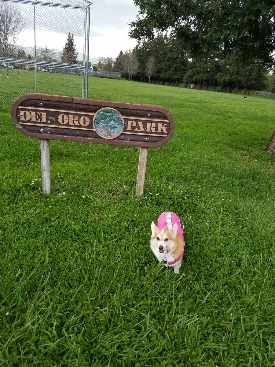 CorgiObi's tweet photo. I love the park.  I come here every day. https://t.co/GSUTB7LocK