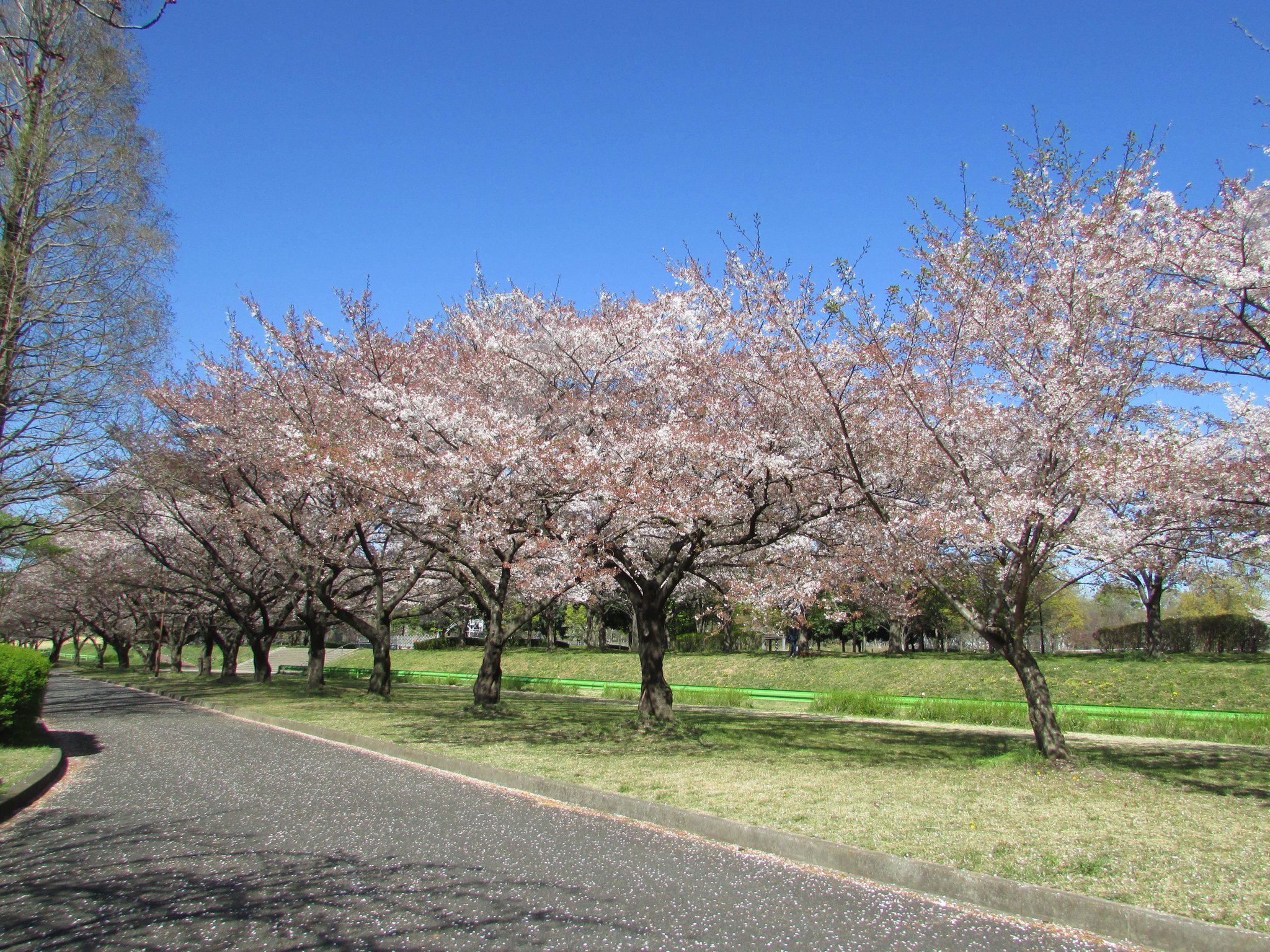 公式 川越水上公園 サクラ開花情報 4 13ソメイヨシノ散りはじめ 八重開花 ソメイヨシノの桜吹雪もきれいです 八重桜が開花しました アーチの見ごろはまだです ソメイヨシノ 散りはじめ 八重桜 開花 ４月