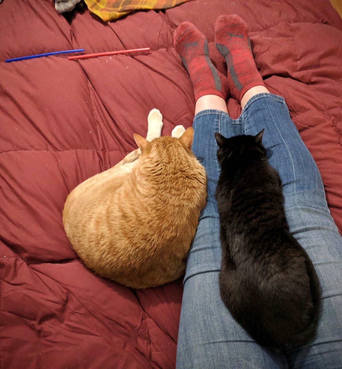 GundamCat13's tweet photo. The kittens apparently missed me while I was at work today... #GriffCat #TexCat https://t.co/DSmuZwnJgl