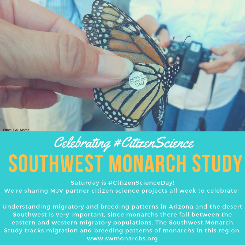 MonarchsJV's tweet photo. Saturday, April 13th is #CitizenScienceDay! We're sharing MJV partner citizen science projects all week to celebrate. Today it's the Southwest Monarch Study! https://t.co/Jc5aL3O2Nb 

#monarchs #citizenscience #citsci #migration #monarchbutterfly #southwest #tagging https://t.co/RAaAx3axPg